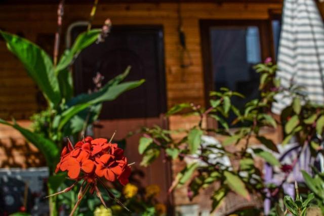 אוהריד Backyard Apartment מראה חיצוני תמונה